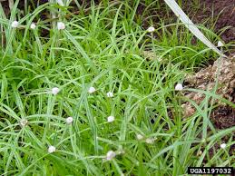 Image result for Kyllinga