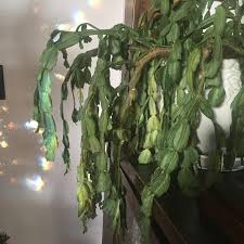 So now that you know how to care for christmas cactus, it's time to roll up your sleeves and get to planting! Christmas Cactus Care Tips It S Pretty Wrinkly And Wilted Should I Prune It Houseplants