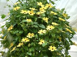 Image result for Thunbergia dregeana