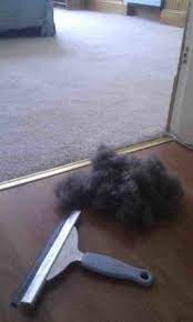 Ways to get hair dye out of carpet. These 16 Hacks Make Cleaning Your House Less Of A Chore Pet Hair Removal Diy Cleaning Products Window Squeegee
