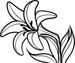 Affordable and search from millions of royalty free images, photos and vectors. How To Draw An Easter Flower Easter Lily Coloring Page Trace Drawing