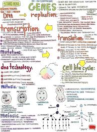Dna Mitosis Meiosis Teaching Biology Science Notes Biology Classroom