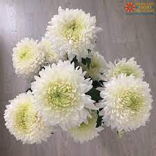 Quando la colla si sarà completamente asciugata, il fiore sarà diventato molto più rigido e potrete rimuovere il cordoncino. Crisantemo Bello Variato E Molto Colorato Mercato Dei Fiori Di Ercolano