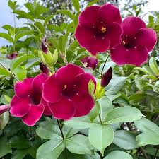 Image result for Allamanda