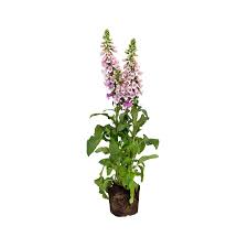 Image result for Digitalis purpurea