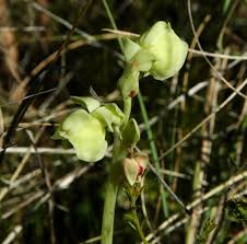 Image result for Thesium pygmaeum