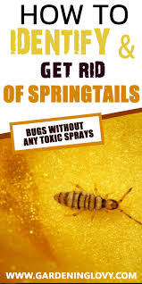 Yellow lady bugs are pretty common, so you should not be concerned if you see them. Quick Help How To Identify And Get Rid Of Springtails Bugs Without Any Toxic Sprays In 2021 Springtails Garden Bugs Bugs