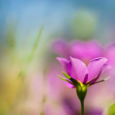 Gambar bunga sakura warna pink terlihat keren download now bunga sak. Foto Selektif Kelopak Bunga Merah Muda Alam Tanaman Bunga Warna Pink Wallpaper Hd Wallpaperbetter