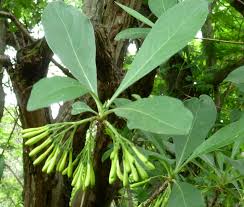 Image result for Pavetta gardeniifolia