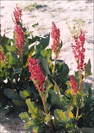 Wild Rhubarb Canaigre Dock Rumex Hymenosepalus Desertusa Pretty Plants Native Plants Plants
