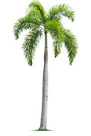 Image result for Wodyetia bifurcata