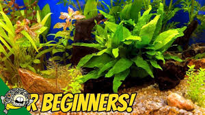My Top 10 Easy Beginner Aquarium Plants Planted Aquarium Turtle Aquarium Live Aquarium Plants