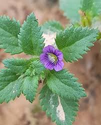 Image result for Stemodia serrata