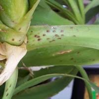 Image result for puklice na pokojových rostlinách obrázek