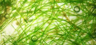 This is easier to do if the rock is outside of the tank. How To Get Rid Of Hair Algae Tropical Fish Hobbyist Magazine