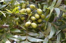 Image result for Harpephyllum afrum