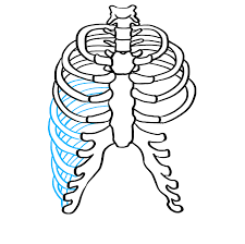 We did not find results for: How To Draw A Rib Cage Really Easy Drawing Tutorial