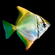 Image result for Monotes engleri