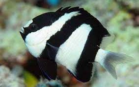 Fish water white sea fishing black ocean sketch koi. Black And White Damsel Fish Dascyllus Aruanus Fish Saltwater Aquarium Fish Beautiful Fish