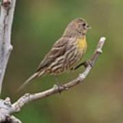 The bird is often hard to see, but sometimes it launches into the air to sing its odd song as it flies, with floppy wingbeats and dangling legs, above the thickets. House Finch With Yellow Breast 1 Photograph By Linda Brody