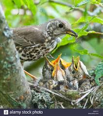 Baby Bird Identifier By Picture Thrushes Baby Birds Baby Chicks Bird Species Baby Bird
