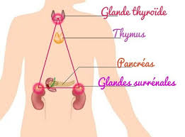 Epingle Sur Thyroide