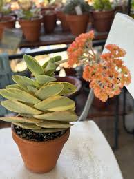 Image result for Crassula perfoliata