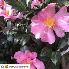 Repost Perrywoodplants Get Repost Beautiful Autumn Flowering Camellia Sasanqua Cleopatra Camellia Pink Pinkflowers Fall Flowers Pink Flowers Flowers
