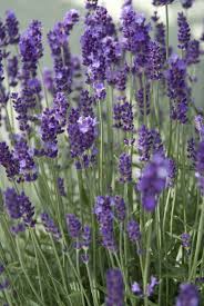 lavandula angustifolia hidcote lavendel de tuinen van appeltern tuin inspiratie tuin balkon bloemen