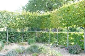 Image result for hornbeam hedge in winter