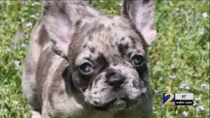 Kc french bulldog puppies grand champion sired and both parents health screened we have 2. 6 000 French Bulldog Stolen During Norcross Home Burglary Cops Say