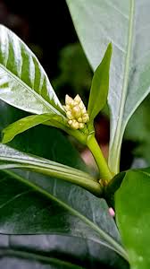 Image result for Rauvolfia nana