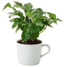 Toxic To Pets Ikea Coffea Arabica Potted Plant In Mug Coffee Plant Coffee Plant Coffea Arabica Plants