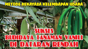 Setelah penanaman dilakukan maka proses budidaya tanaman vanili bisa dilanjutnkan dengan melakukan prawatan atau pemeliharaan pada tanaman tersebut. Sukses Budidaya Tanaman Vanili Di Dataran Rendah Youtube