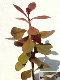 Image result for Synadenium cupulare