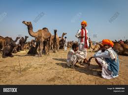It's a fascinating and peculiar be sure to come early to see the fair in full swing! Pushkar India Image Photo Free Trial Bigstock