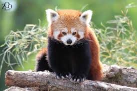 Admirez 800 espèces fascinantes, dont certaines uniques en france, comme les panda géants. Amiens La Femelle Panda Roux Du Zoo Metropolitain Est Morte