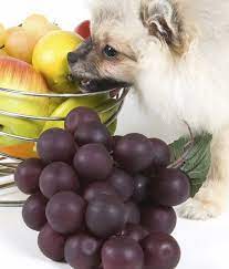 Most Dangerous People Foods For Dogs And Cats Mom Me Can Dogs Eat Grapes Can Dogs Eat Dangerous Foods For Dogs