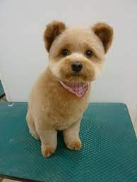 Nothing Found For Category Gallery Teddy Bear Dog Cute Puppies Dog Haircuts
