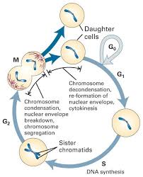 Mitosis, causing the dividing cells to accumulate in metaphase synchronisation of cells in culture cells in tissue culture enter into mitosis randomly. Normal Cell Division Growth Replacement