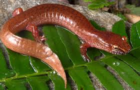 Image result for Rhipidoglossum arbonnieri