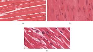 Stem cells can be thought of as primitive, unspecialized cells that are able to divide and become specialized cells of the body such as liver cells, muscle cells, blood cells, and other cells with specific functions. Muscle Tissue And Motion Anatomy And Physiology I