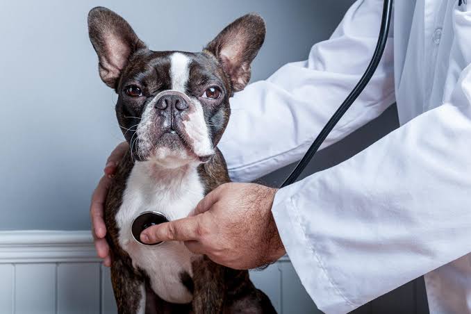 The Importance of Annual Pet Exams | Bayside Animal Hospital | Bayside Animal  Hospital