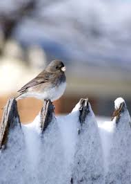 Protestation Beaux Oiseaux Paysage Hiver Et Merveilles D Hiver