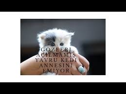 Gozleri Acilmamis Yavru Kedi Annesini Emiyor 2 Kitten Sucking His Mother 2 Youtube