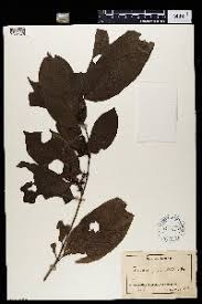 Image result for Aidia micrantha