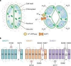 Animal cell | #aumsum #kids #science #education #children. The Enigma Of Environmental Ph Sensing In Plants Nature Plants