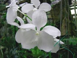 Image result for Vanda coerulea