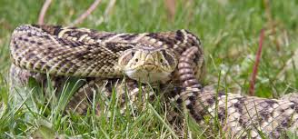 Venomous Snakes In South Florida Part 2