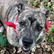 Francis pet clinic was founded by dr. St Francis Pet Hospital Home Facebook